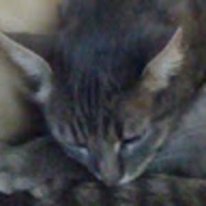 Meet your Posher, Araceli